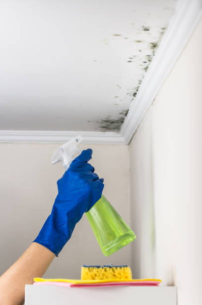 Best Attic Mold Remediation in Sioux Falls, SD